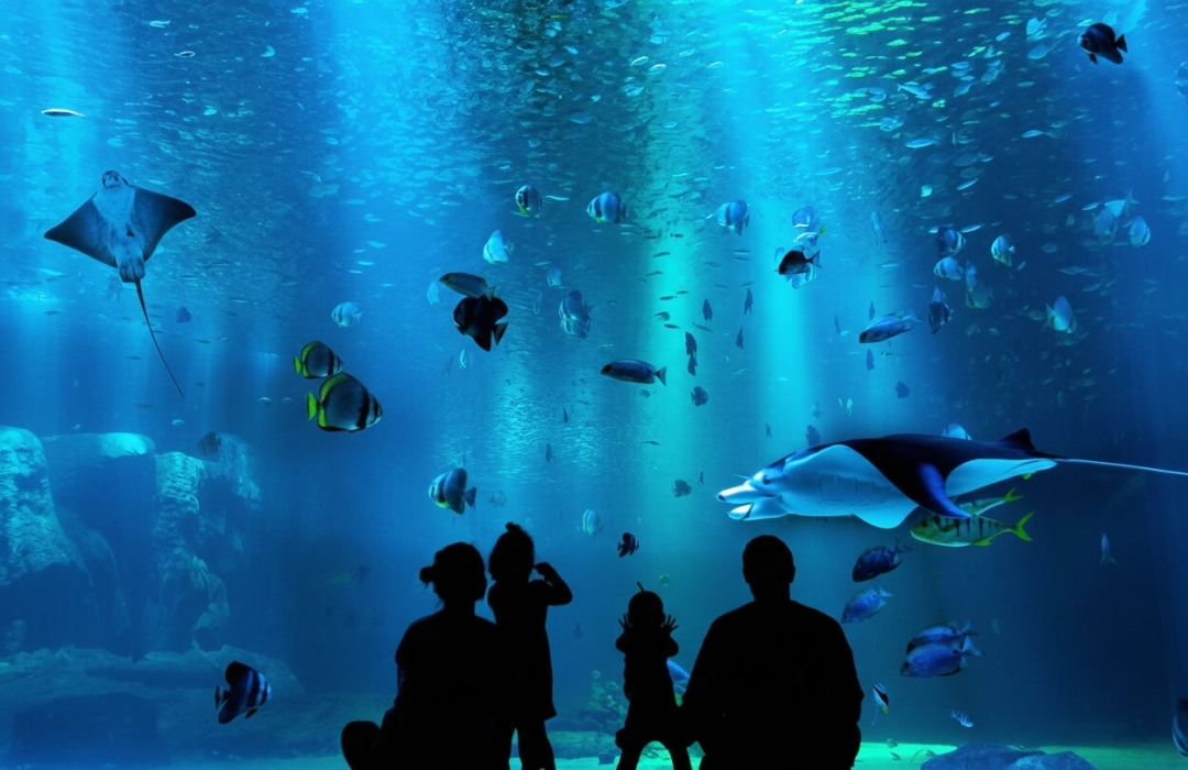 Antalya Aquarium VIP Transfer